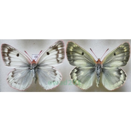 Colias phicomone (Esper, 1780) pair Szlaczkoń phicomone Italy48
